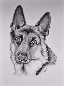 223x300 German Shepherd,original Graphite Pencil Drawing,realism Ebay - German Shepherd Drawings In Pencil