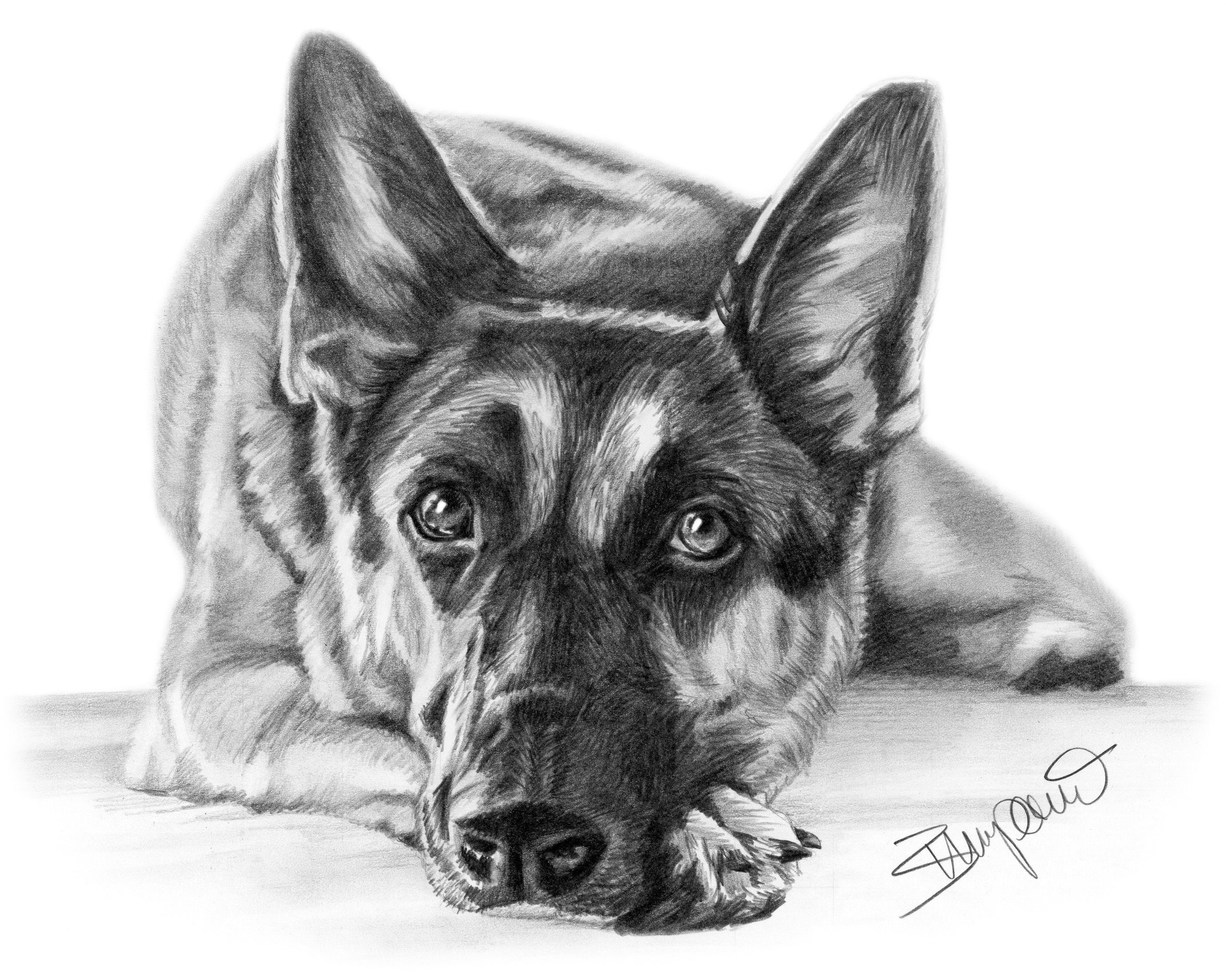 German Shepherd Drawings In Pencil at Explore