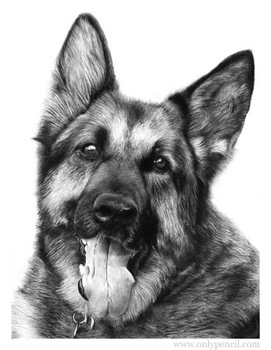 388x500 German Shepherd Pencil Drawing Arts Crafts Charcoal - German Shepherd Drawings In Pencil