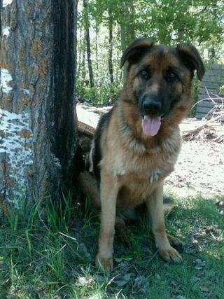 320x427 German Shepherd Pencil Drawing Steps - German Shepherd Drawings In Pencil