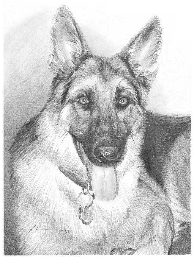 653x900 German Shepherd Pencil Portrait Drawing - German Shepherd Drawings In Pencil