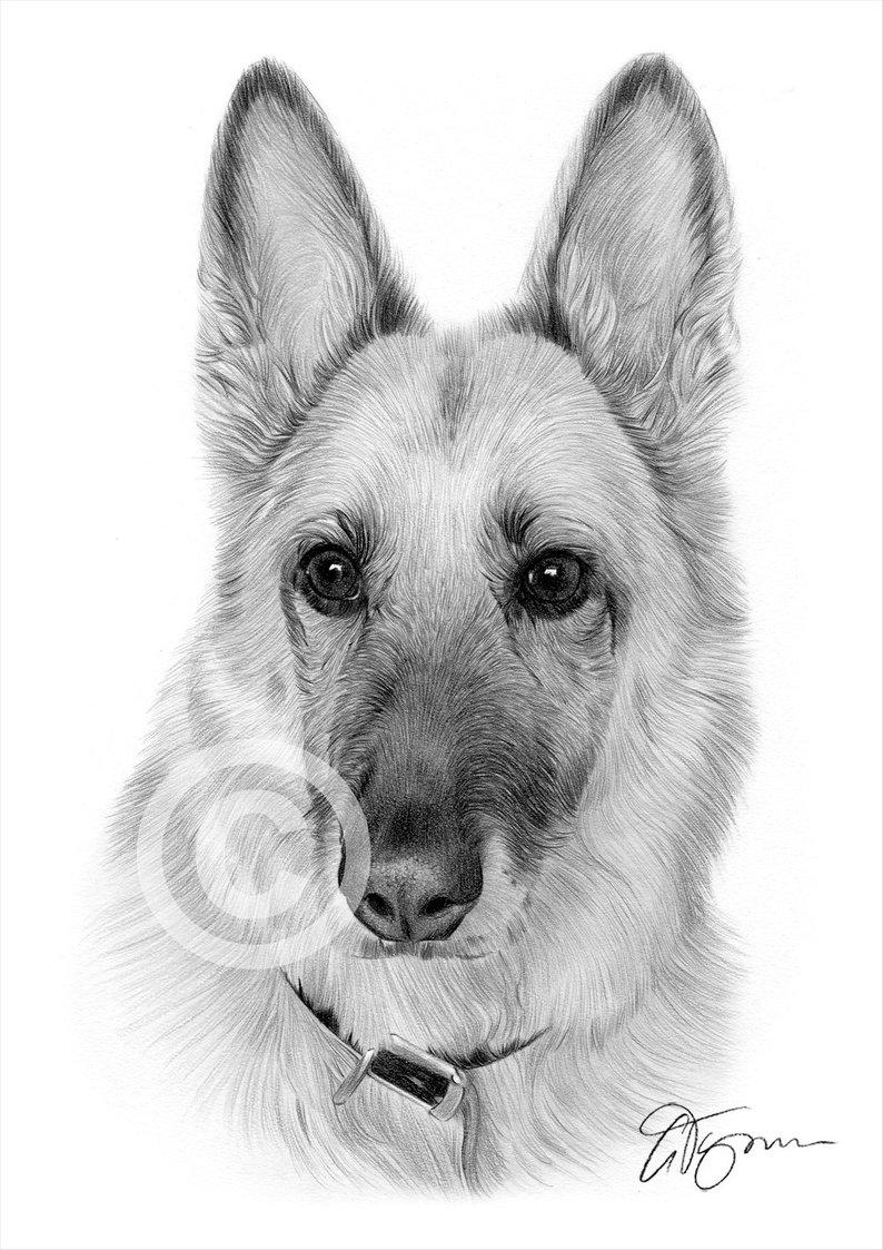 794x1123 German Shepherd Pencil Drawing Print Artwork Signed - German Shepherd Drawings In Pencil