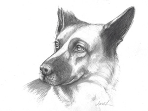 300x225 Jacki Kellum - German Shepherd Drawings In Pencil