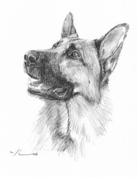 464x600 Ready To Go This Pencil Portrait Of A German Shepherd Set - German Shepherd Drawings In Pencil