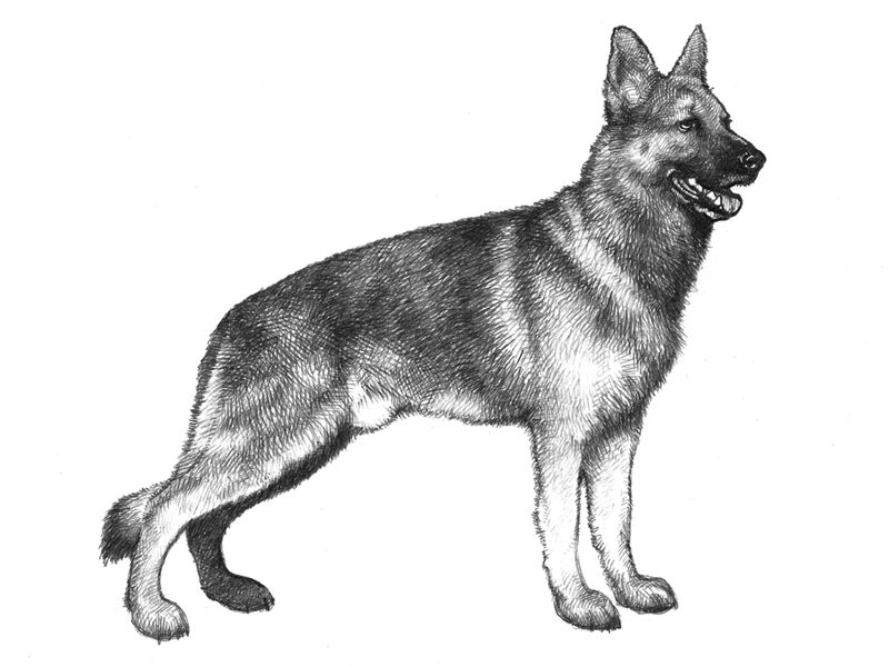 German Shepherd Drawings In Pencil at PaintingValley.com | Explore ...