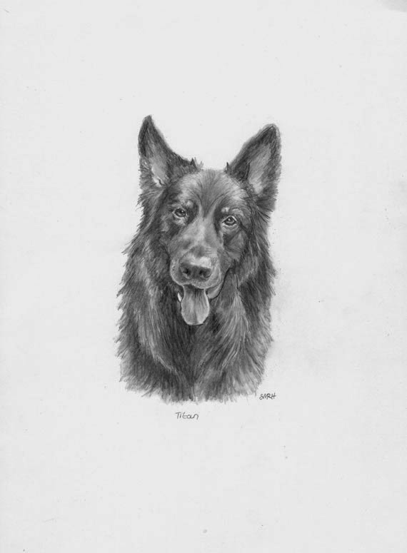570x775 sue rundle hughes, illustrator drawing of titan, my friend - German Shepherd Drawings In Pencil