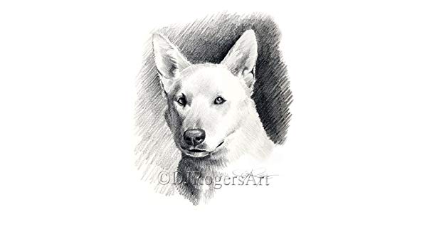 600x350 white german shepherd pencil drawing art print - German Shepherd Drawings In Pencil