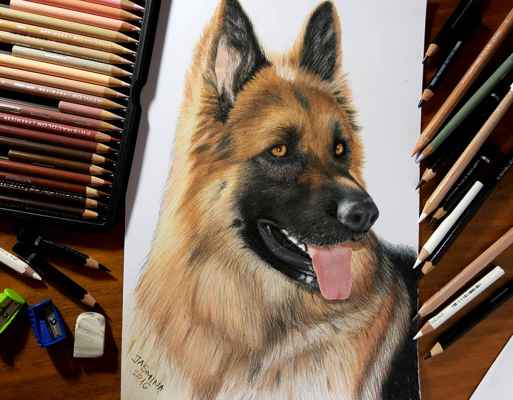 1012x790 colored pencil drawing of german shepherd dog - German Shepherd Drawings In Pencil