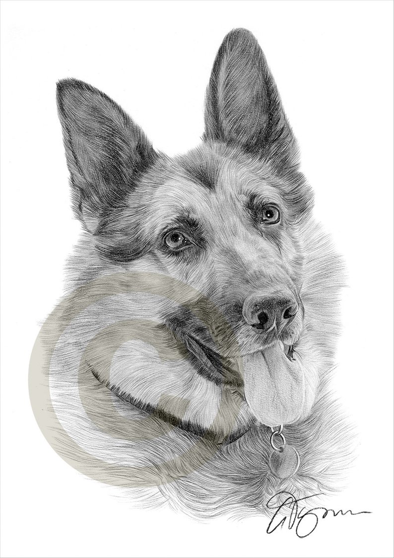 794x1123 dog alsation german shepherd pencil drawing print size etsy - Germ...