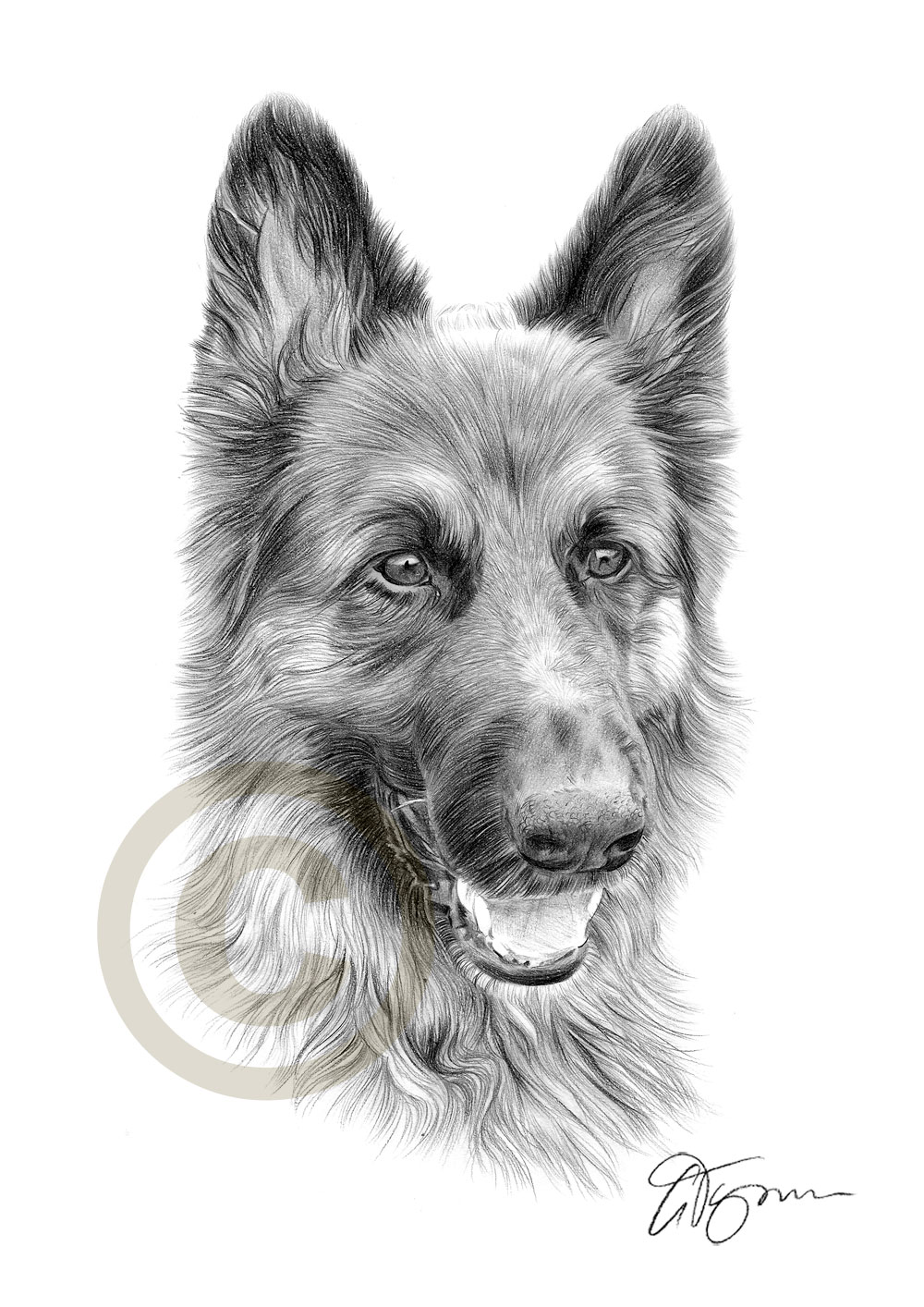 1000x1414 dog german shepherd pencil drawing print sizes pet - German Shepherd Drawings In Pencil