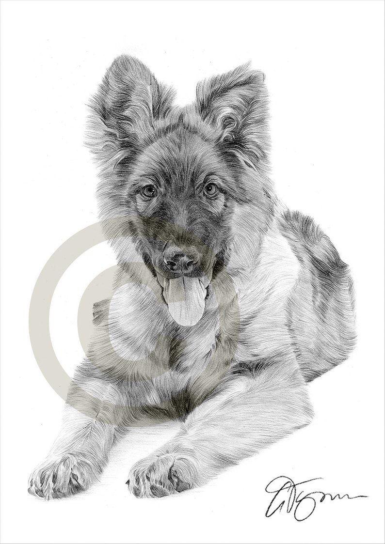 794x1123 dog german shepherd puppy pencil drawing print size etsy - German Shepherd Drawings In Pencil