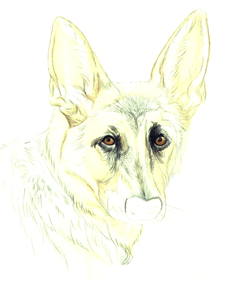 750x934 How To Draw A Dog Face Easy Is Conjunctivitis In Dogs Contagious - German Shepherd Easy Face Drawing