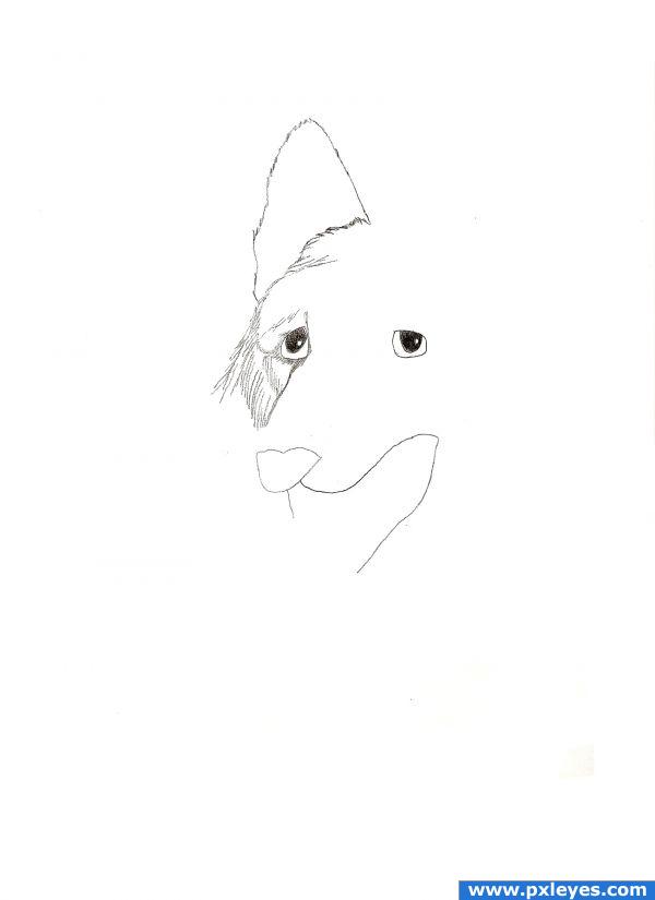 600x825 Huge Collection Of 'german Shepherd Easy Face Drawing' Download - German Shepherd Easy Face Drawing