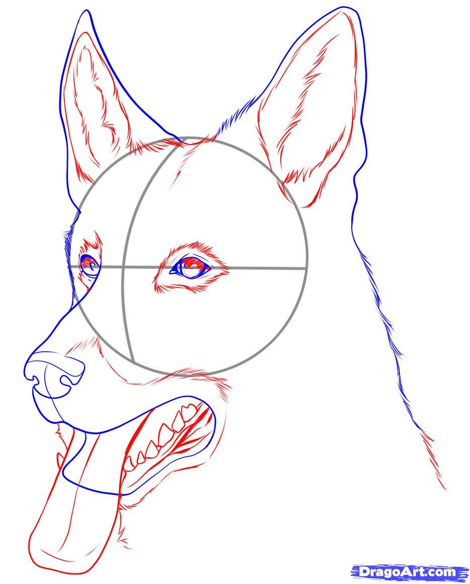 934x1160 Images For Gt Easy Sketches Of German Shepherd Dogs Things - German Shepherd Easy Face Drawing