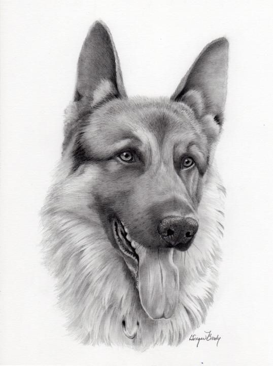 538x720 german shepherd artful expression - German Shepherd Face Drawing