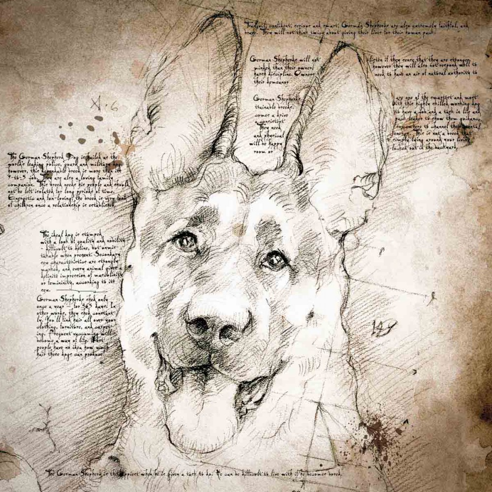 1000x1000 German Shepherd Face Detail Of A Da Vinci Style Drawing - German Shepherd Face Drawing
