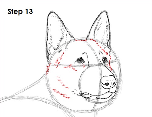 German Shepherd Face Drawing at PaintingValley.com | Explore collection ...