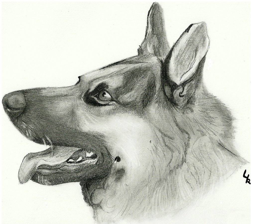 1024x903 Huge Collection Of 'german Shepherd Face Drawing' Download More - German Shepherd Face Drawing