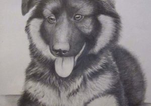 300x210 Realistic German Shepherd Drawing How To Draw A Dog - German Shepherd Face Drawing