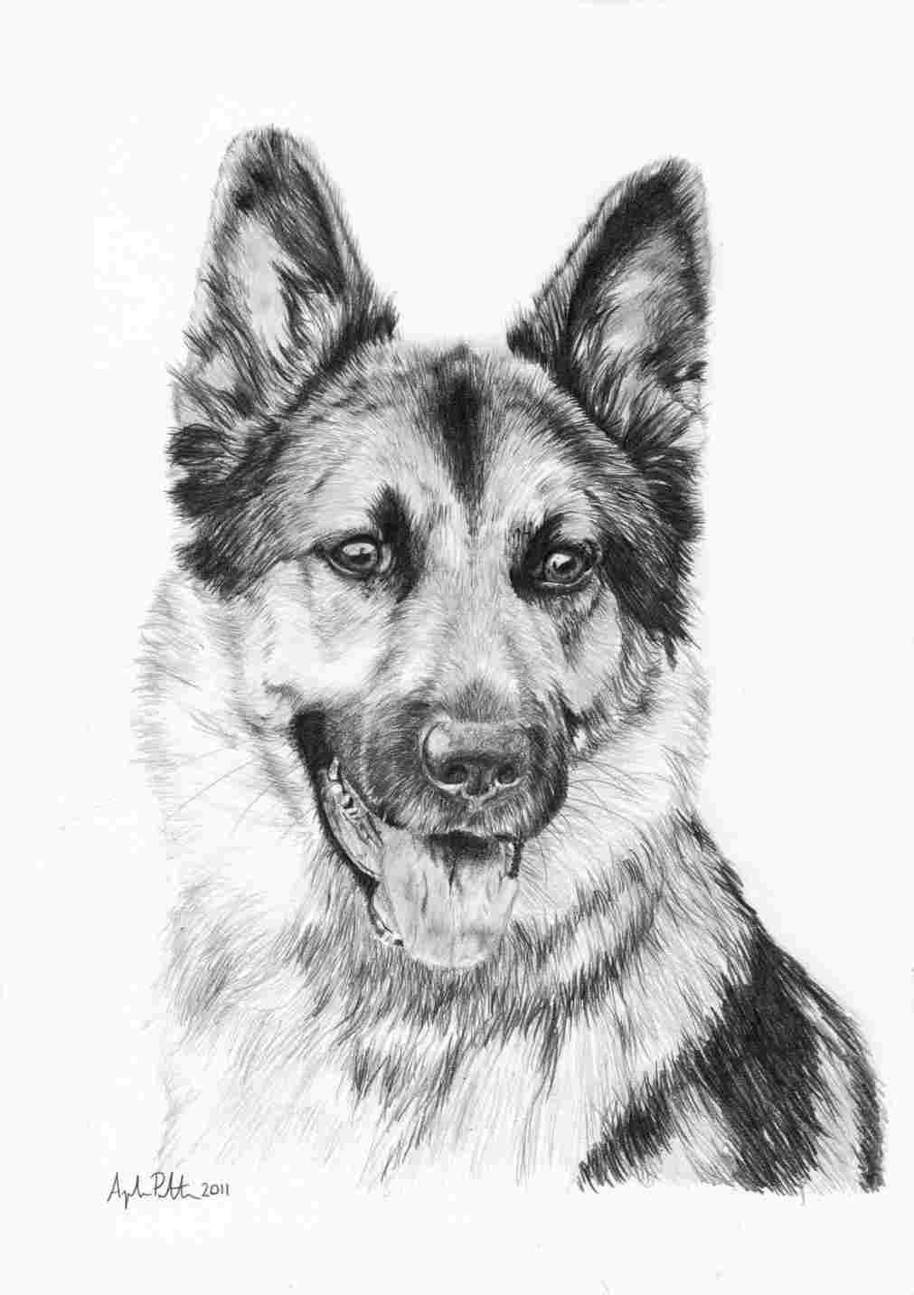 German Shepherd Face Drawing at Explore collection