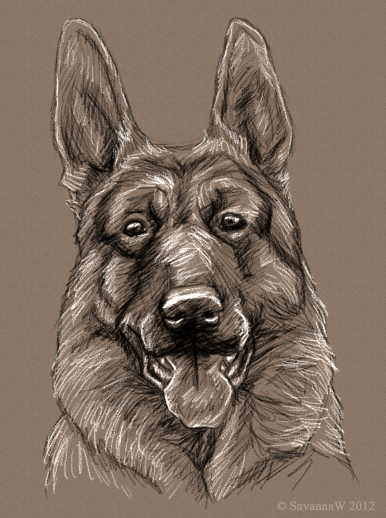 772x1036 Drawn German Shepherd Face - German Shepherd Face Drawing