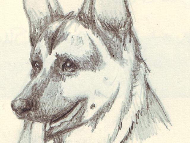 640x480 Drawn German Shepherd Face - German Shepherd Face Drawing