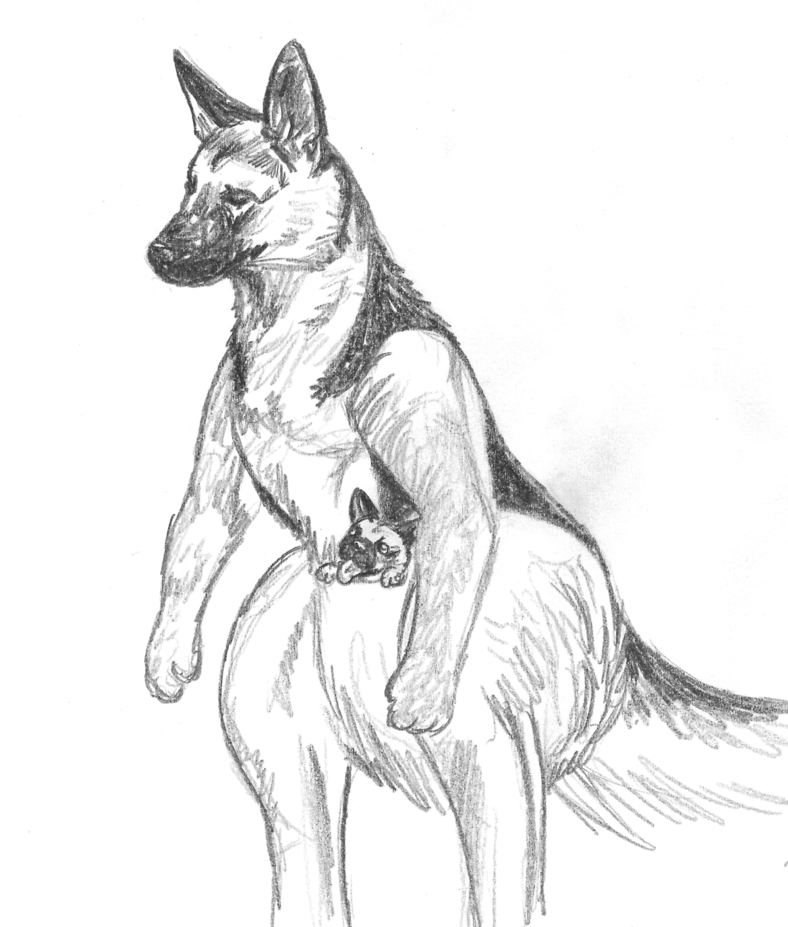 German Shepherd Dog Sketch At Explore Collection