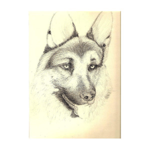 300x300 German Shepherd Head Drawing - German Shepherd Head Drawing