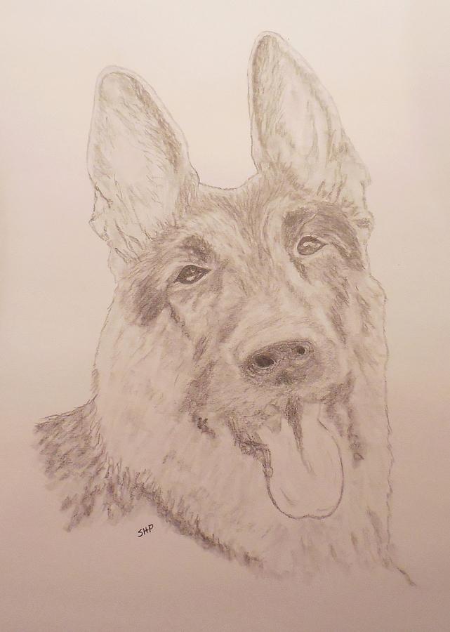 641x900 German Shepherd Head Drawing - German Shepherd Head Drawing