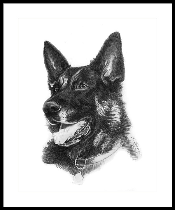 600x719 German Shepherd Head Framed Print - German Shepherd Head Drawing