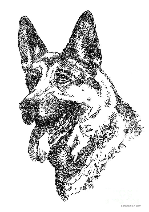 633x900 German Shepherd Portrait Drawing - German Shepherd Head Drawing