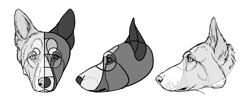 800x338 How To Draw A Dog Details Make The Difference - German Shepherd Head Drawing