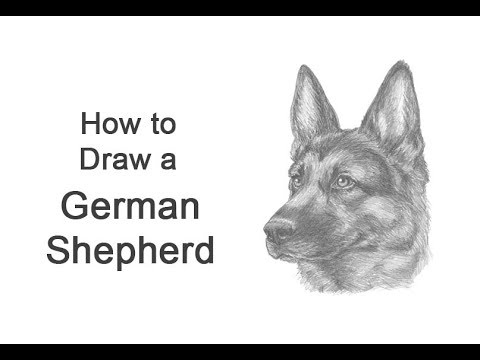 480x360 How To Draw A German Shepherd Dog - German Shepherd Head Drawing