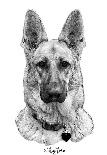 German Shepherd Head Drawing at PaintingValley.com | Explore collection ...