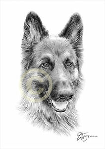 212x300 Dog German Shepherd Pencil Drawing Print Sizes Pet - German Shepherd Head Drawing