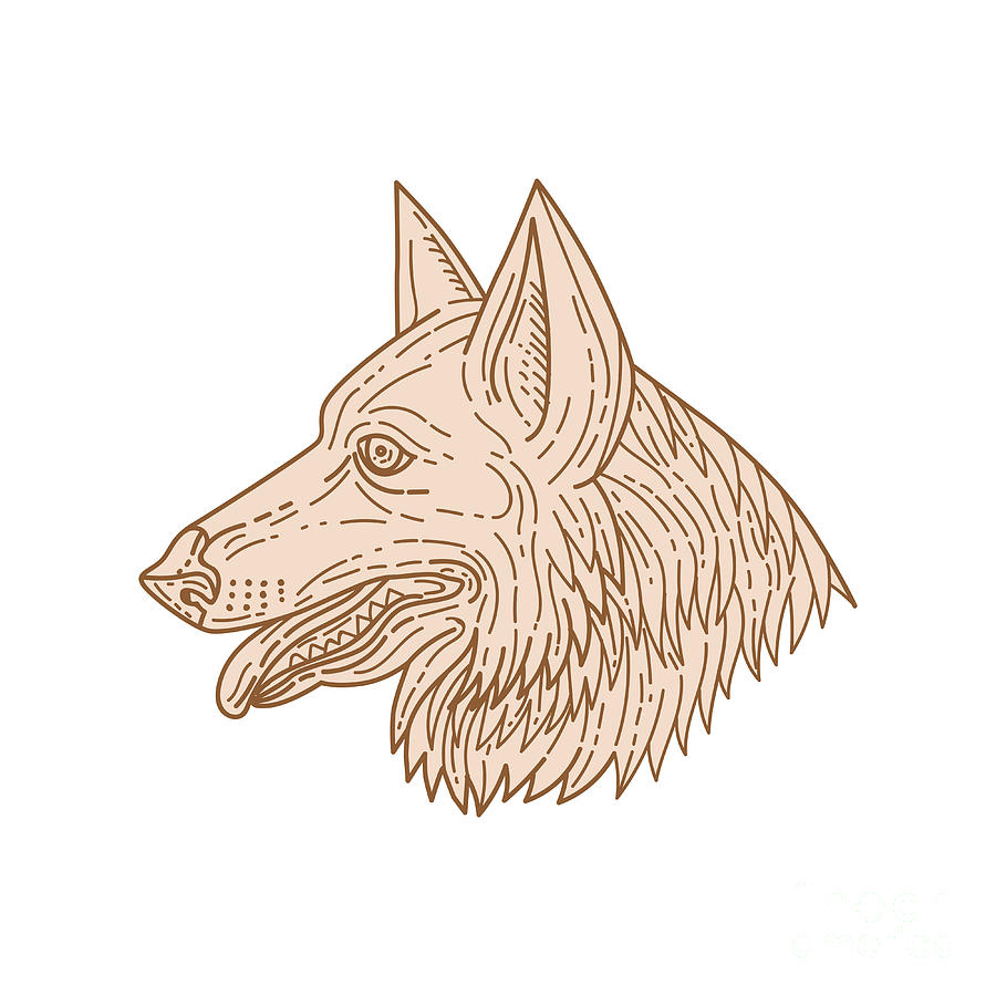 900x900 german shepherd dog head mono line digital art - German Shepherd Line Drawing