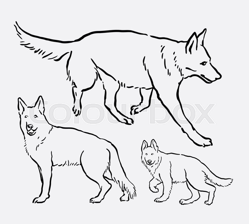 800x718 german shepherd pet dog mammal animal stock vector - German Shepherd Line Drawing