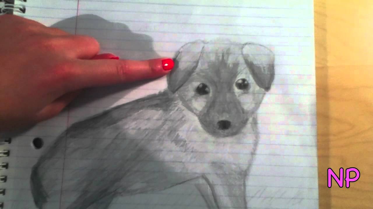 1280x720 German Shepherd Puppy Drawing - German Shepherd Puppy Drawing
