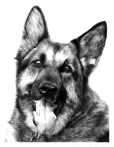 400x516 German Shepherd Puppy Drawing Photo - German Shepherd Puppy Drawing