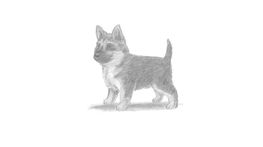 854x480 How To Draw A German Shepherd Puppy - German Shepherd Puppy Drawing