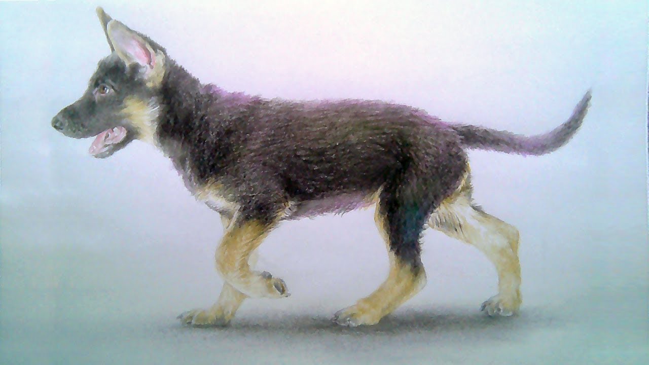 1280x720 How To Draw German Shepherd Puppy - German Shepherd Puppy Drawing
