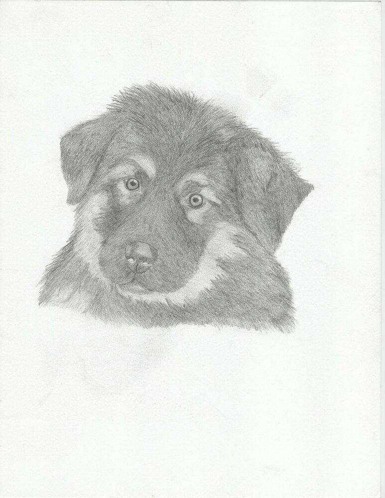 773x1000 Oiginal, Hand Drawn Pencil Sketch Of A Very Cute German Shepherd - German Shepherd Puppy Drawing