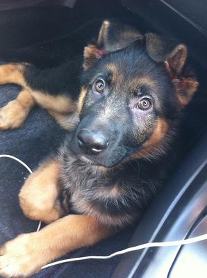 298x400 Stop German Shepherd Puppy Aggression - German Shepherd Puppy Drawing