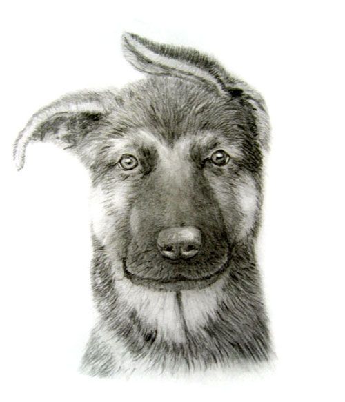 500x583 german shepherd puppy dog pencil drawing my doggy drawings dog - German Shepherd Puppy Drawing