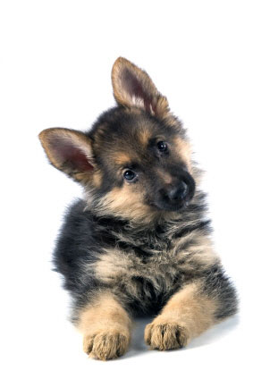 283x424 Drawn German Shepherd Adorable Puppy - German Shepherd Puppy Drawing
