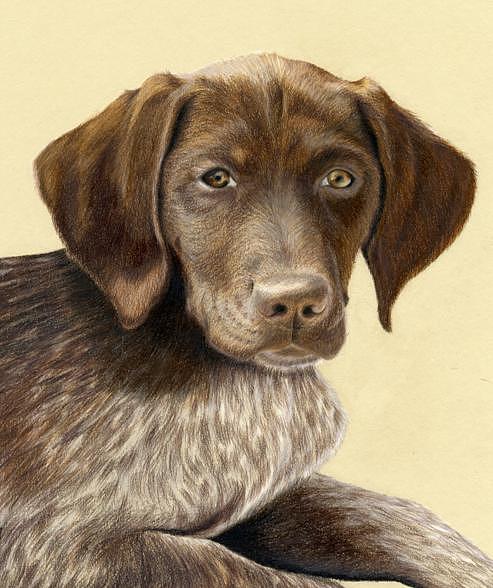 493x588 german shorthaired pointer drawing - German Shorthaired Pointer Drawing