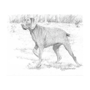 300x300 german shorthaired pointer drawing - German Shorthaired Pointer Drawing