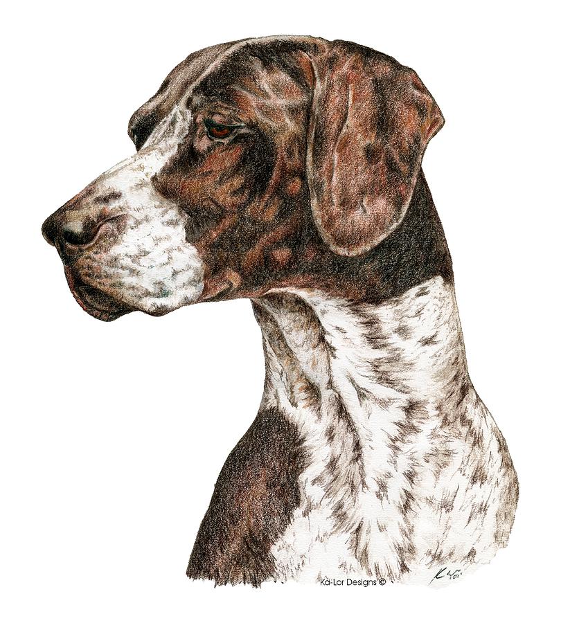 810x900 german shorthaired pointer drawing - German Shorthaired Pointer Drawing