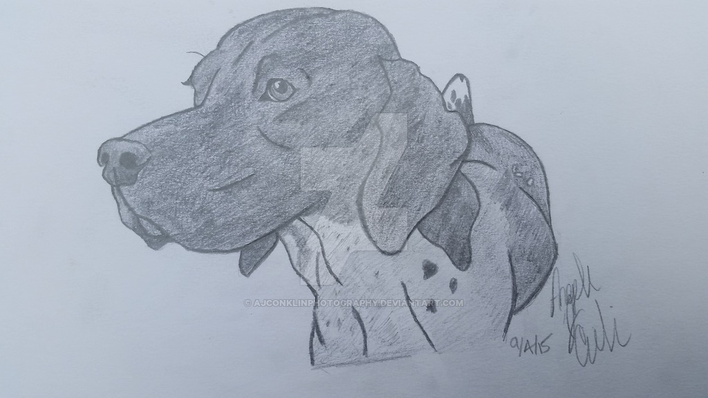 1024x576 german shorthaired pointer drawing - German Shorthaired Pointer Drawing