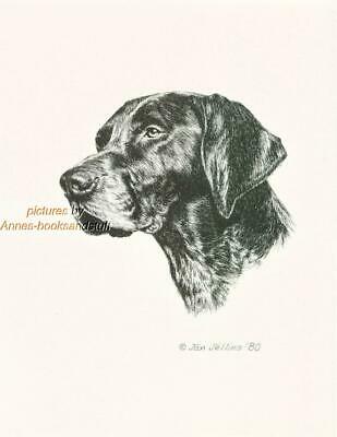 309x400 german shorthaired pointer dog art print pen ink drawing - German Shorthaired Pointer Drawing